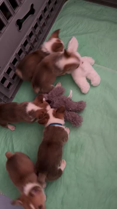 Buttercup orange, a male Pembroke Welsh Corgi for sale in Spring Hill, FL – 7 of 7