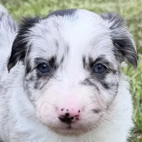 Blue Merle, a female Border Collie for sale in Spring Hill, FL – 2 of 8