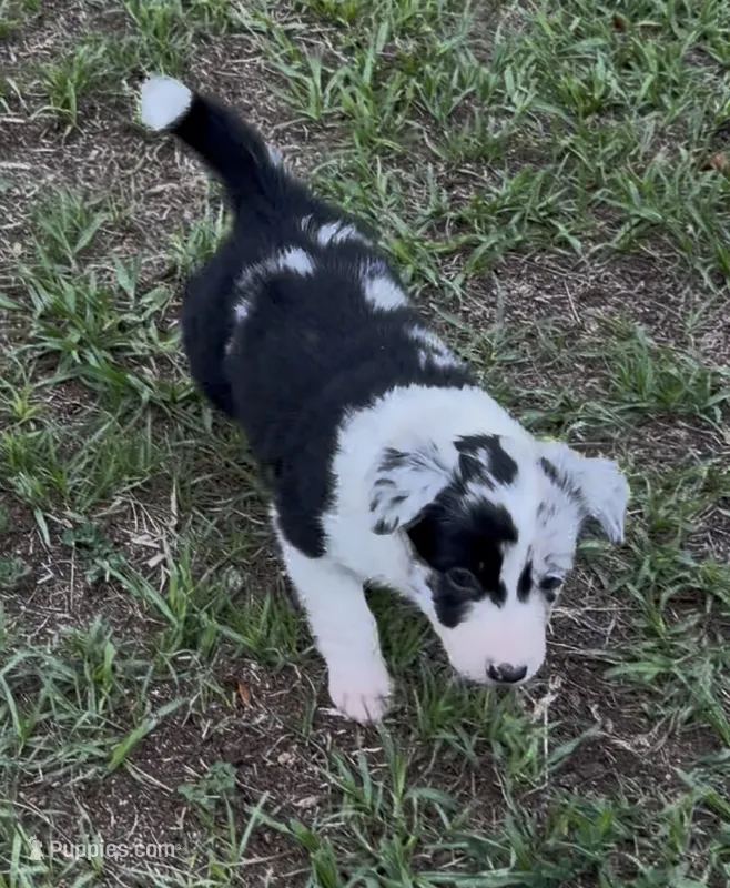 Pink Merle – Border Collie puppy for sale in Spring Hill, FL