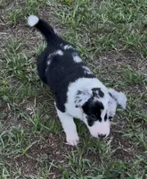 Pink Merle, a female Border Collie for sale in Spring Hill, FL – 1 of 10