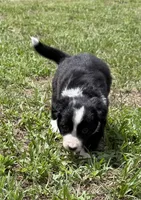 Green Border, a female Border Collie for sale in Spring Hill, FL – 2 of 8