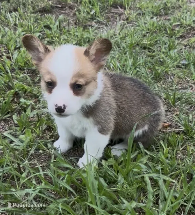 Bentley blue, a male Pembroke Welsh Corgi for sale in Spring Hill, FL – 1 of 6