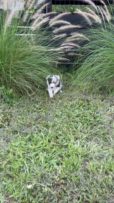 Pink Merle, a female Border Collie for sale in Spring Hill, FL – 10 of 10