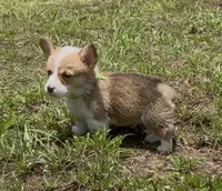 Bamboo green, a male Pembroke Welsh Corgi for sale in Spring Hill, FL – 5 of 7