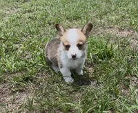 Bentley blue, a male Pembroke Welsh Corgi for sale in Spring Hill, FL – 6 of 6