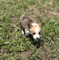 Bailey purple, a female Pembroke Welsh Corgi for sale in Spring Hill, FL – 4 of 9