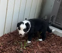 Black Border, a male Border Collie for sale in Spring Hill, FL – 3 of 8