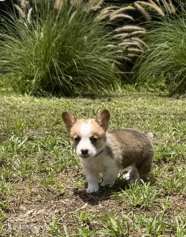 Bailey purple – Pembroke Welsh Corgi puppy for sale in Spring Hill, FL