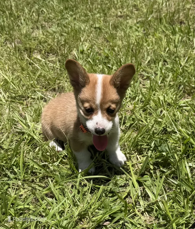 Buttercup orange – Pembroke Welsh Corgi puppy for sale in Spring Hill, FL