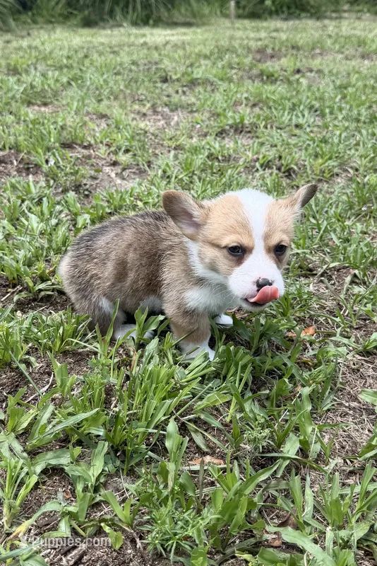 Bamboo green – Pembroke Welsh Corgi puppy for sale in Spring Hill, FL