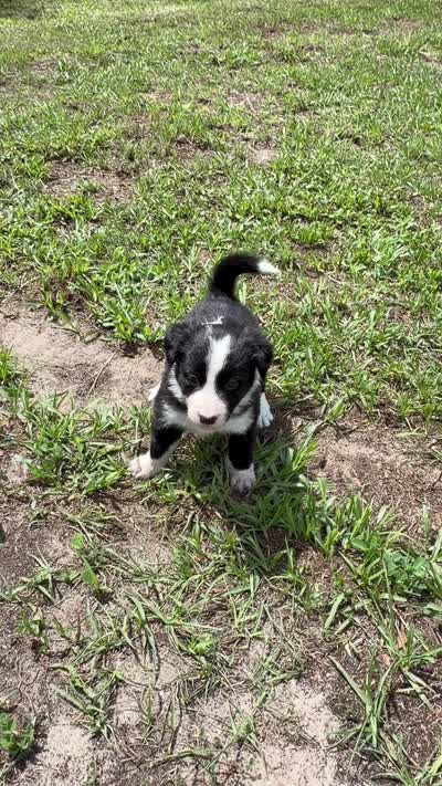 Green Border, a female Border Collie for sale in Spring Hill, FL – 6 of 8