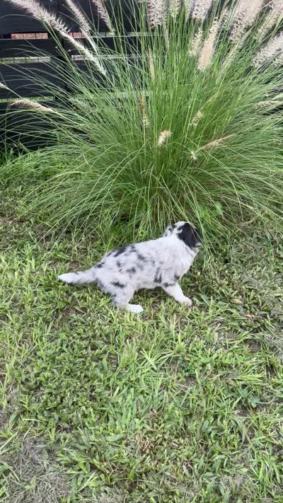 Blue Merle, a female Border Collie for sale in Spring Hill, FL – 8 of 8