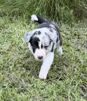 Pink Merle, a female Border Collie for sale in Spring Hill, FL – 3 of 10