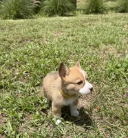 Blossom yellow, a female Pembroke Welsh Corgi for sale in Spring Hill, FL – 2 of 5