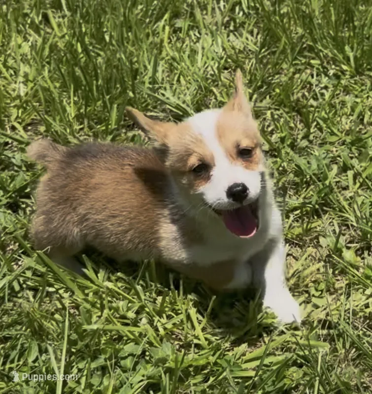 Bamboo green – Pembroke Welsh Corgi puppy for sale in Spring Hill, FL