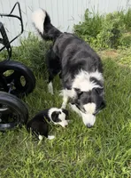 Black and white male Border Collie , a male Border Collie for sale in Spring Hill, FL – 7 of 10