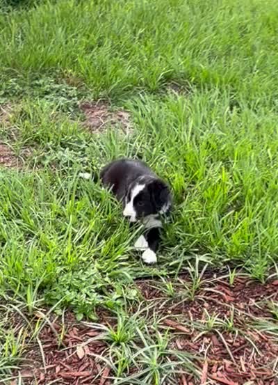 Black and white Border green collar, a female Border Collie for sale in Spring Hill, FL – 10 of 10