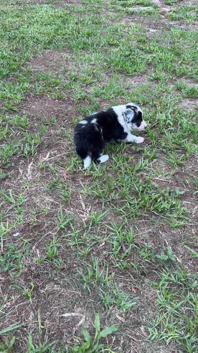 Pink Merle, a female Border Collie for sale in Spring Hill, FL – 8 of 10