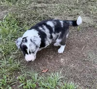 Pink Merle, a female Border Collie for sale in Spring Hill, FL – 6 of 10