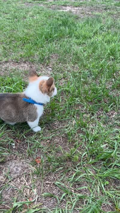 Bentley blue, a male Pembroke Welsh Corgi for sale in Spring Hill, FL – 5 of 6