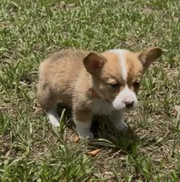 Buttercup orange, a male Pembroke Welsh Corgi for sale in Spring Hill, FL – 2 of 6