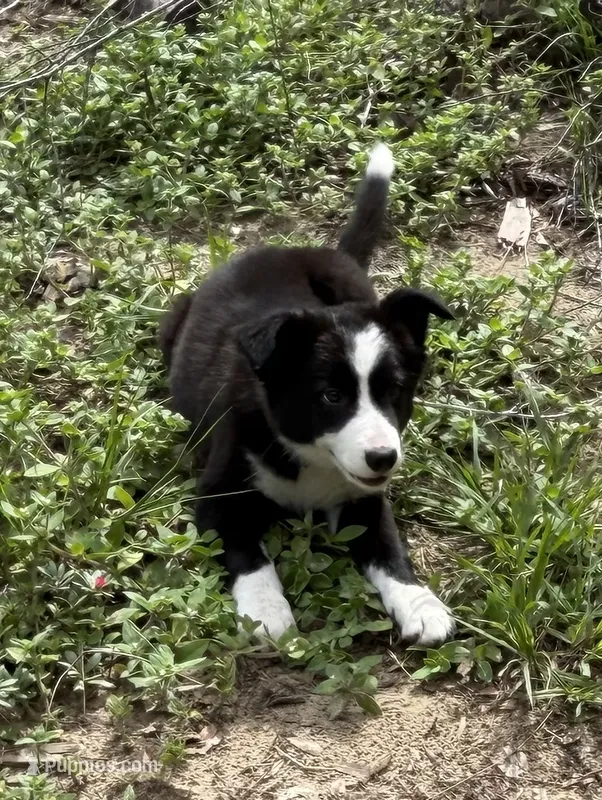 Black and white Border Female – Border Collie puppy for sale in Spring Hill, FL