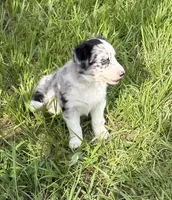 Blue Merle Female, a female Border Collie for sale in Spring Hill, FL – 4 of 10
