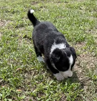 Green Border, a female Border Collie for sale in Spring Hill, FL – 4 of 8