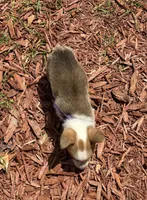 Bailey purple, a female Pembroke Welsh Corgi for sale in Spring Hill, FL – 9 of 9