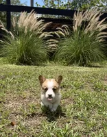 Bailey purple, a female Pembroke Welsh Corgi for sale in Spring Hill, FL – 3 of 9