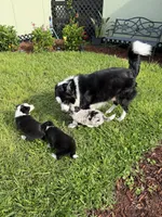 Black and white Border Female, a female Border Collie for sale in Spring Hill, FL – 8 of 10