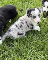 Blue Merle Female, a female Border Collie for sale in Spring Hill, FL – 3 of 10