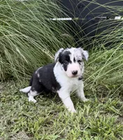 Pink Merle, a female Border Collie for sale in Spring Hill, FL – 5 of 10