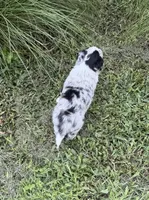 Blue Merle, a female Border Collie for sale in Spring Hill, FL – 6 of 8