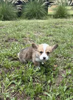 Bamboo green, a male Pembroke Welsh Corgi for sale in Spring Hill, FL – 3 of 7