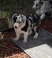 Pink Merle, a female Border Collie for sale in Spring Hill, FL – 7 of 10