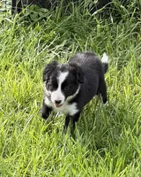 Black and white Border green collar, a female Border Collie for sale in Spring Hill, FL – 8 of 10