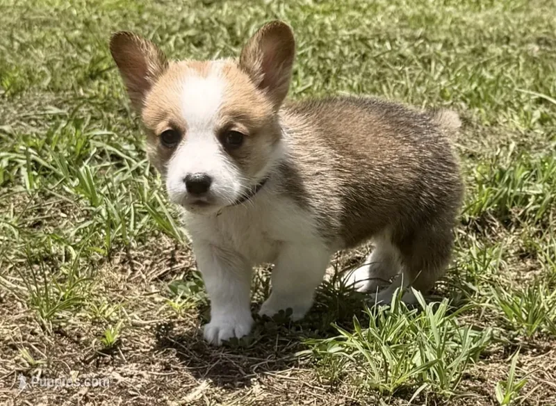 Bailey purple, a female Pembroke Welsh Corgi for sale in Spring Hill, FL – 1 of 9
