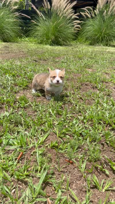 Bamboo green, a male Pembroke Welsh Corgi for sale in Spring Hill, FL – 4 of 7
