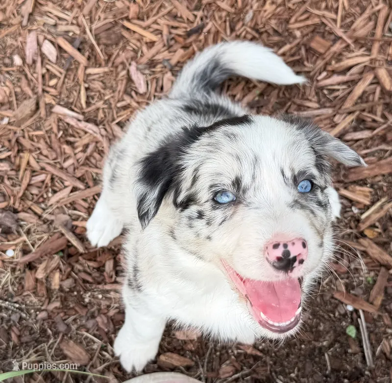 Blue Merle – Border Collie puppy for sale in Spring Hill, FL
