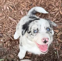Blue Merle Female, a female Border Collie for sale in Spring Hill, FL – 1 of 10