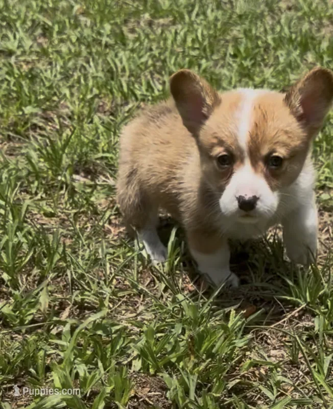 Buttercup orange – Pembroke Welsh Corgi puppy for sale in Spring Hill, FL