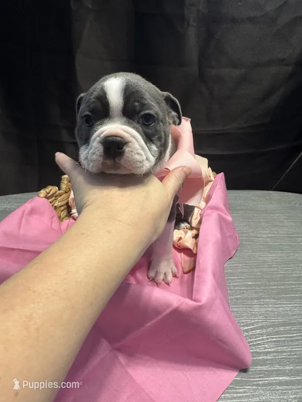 Spot – Boston Terrier puppy for sale in Palm Coast, FL