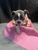 Spot, a female Boston Terrier for sale in Palm Coast, FL – Photo 6 of 10