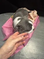 Spot, a female Boston Terrier for sale in Palm Coast, FL – Photo 4 of 10