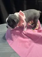 Spot, a female Boston Terrier for sale in Palm Coast, FL – Photo 3 of 10