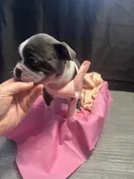 Spot, a female Boston Terrier for sale in Palm Coast, FL – Photo 7 of 10