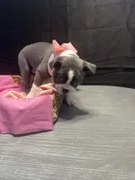 Spot, a female Boston Terrier for sale in Palm Coast, FL – Photo 10 of 10