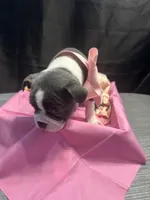 Spot, a female Boston Terrier for sale in Palm Coast, FL – Photo 5 of 10