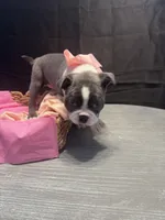 Spot, a female Boston Terrier for sale in Palm Coast, FL – Photo 9 of 10